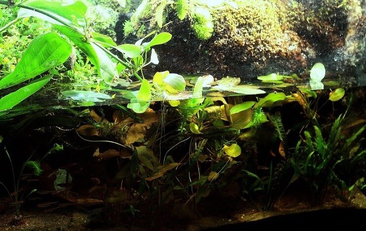 Configuração do Paludarium