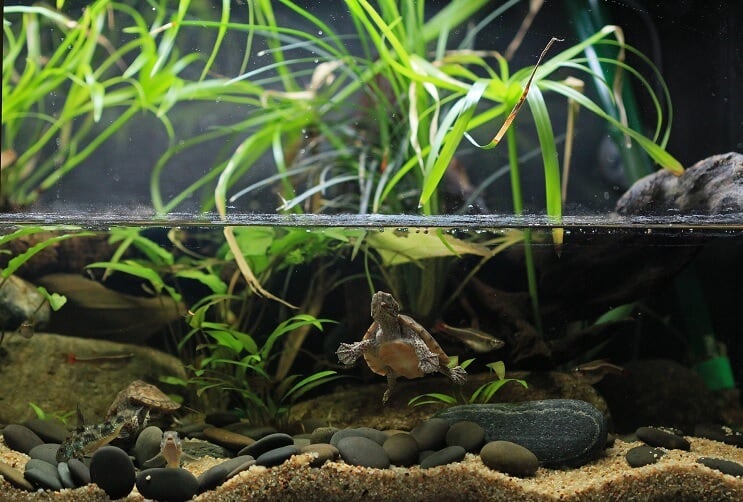 Manutenção Paludarium