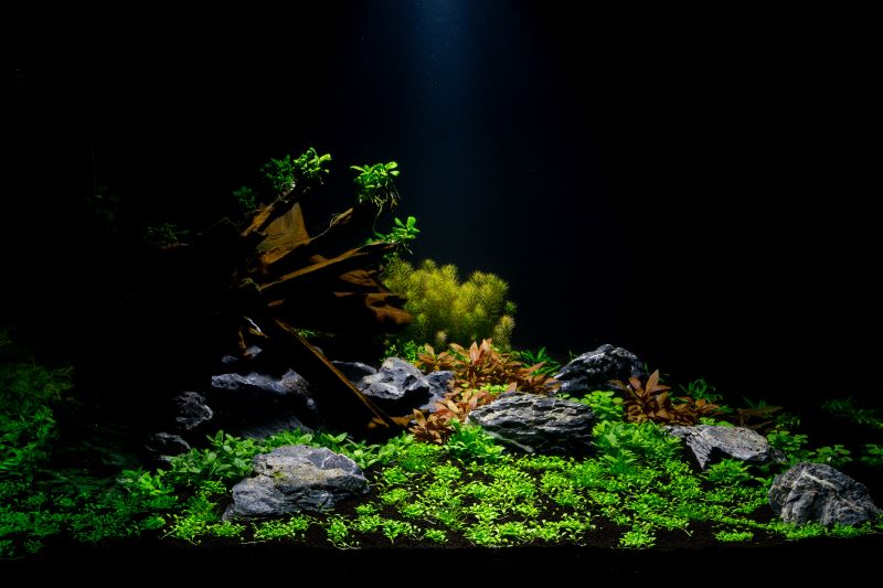 Melhores plantas para peixes Betta