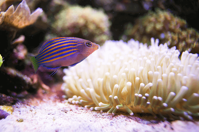 Six Line Wrasse