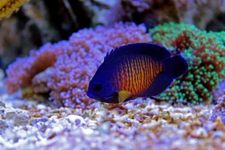 Beleza coral