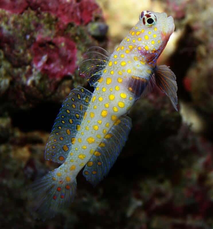 Goby Manchado Laranja
