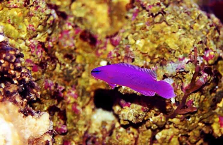Peixe Dottyback Orquídea