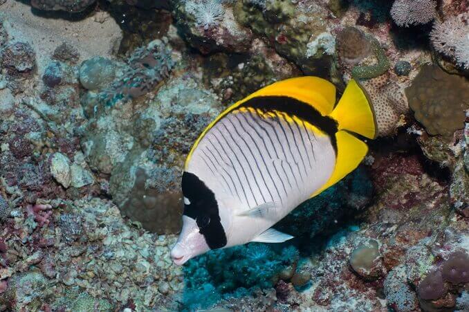 Peixe-borboleta alinhado