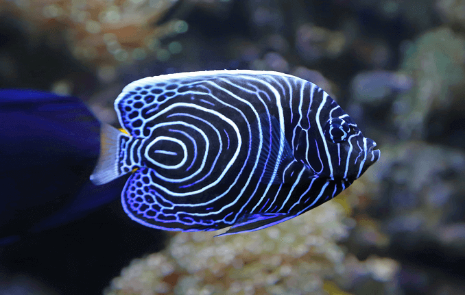 Juvenil Emperor Angelfish