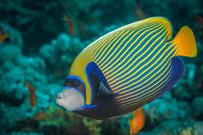 Imperador Angelfish Três