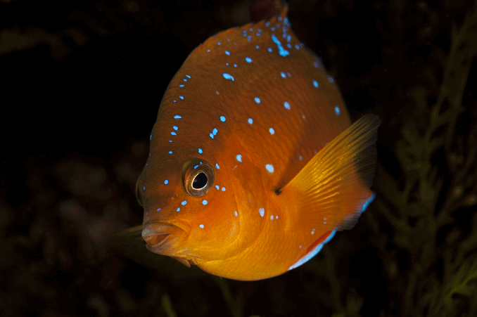 Garibaldi Juvenil