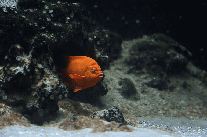 Habitat Requerido