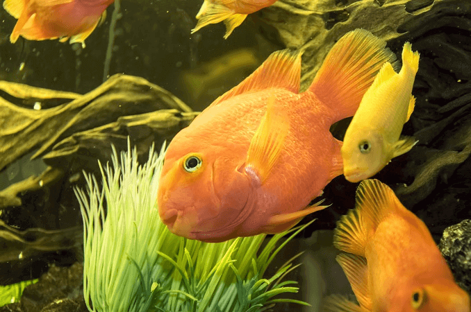 Garibaldi e outros peixes