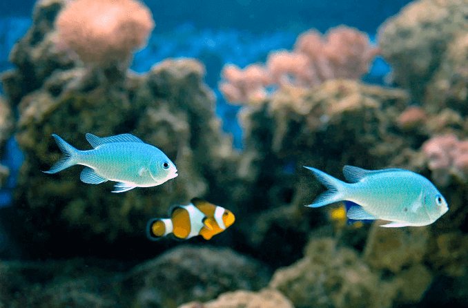 Compatibilidade do Green Chromis