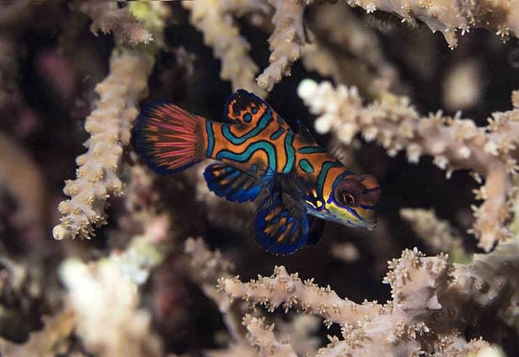 Guia de cuidados com o peixe mandarim (Mandarim Dragonet): o peixe mais fascinante do oceano