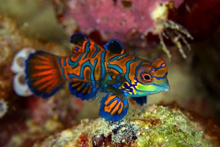 Aparência de Mandarim Dragonet