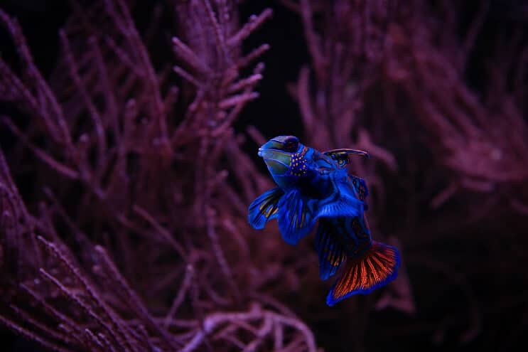 Mandarim Dragonet
