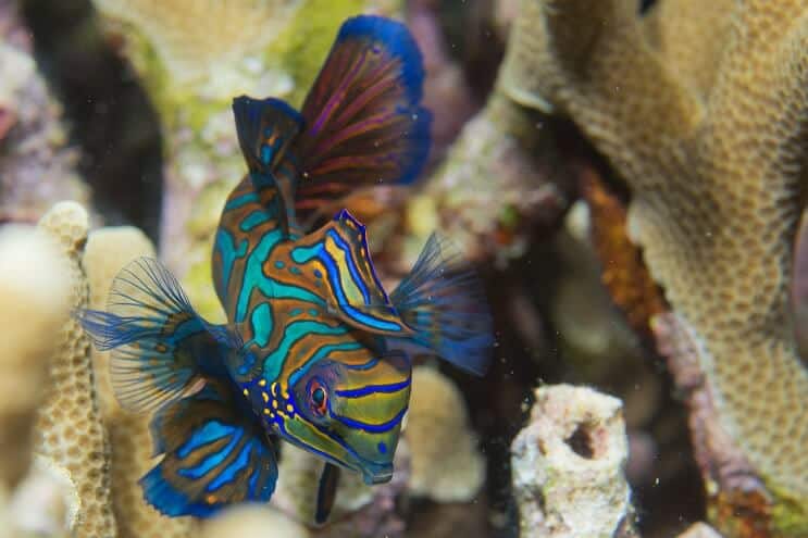 Peixes Mandarim nadando