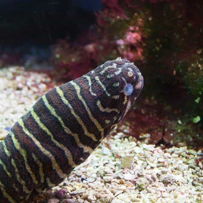 Enguia Zebra Moray