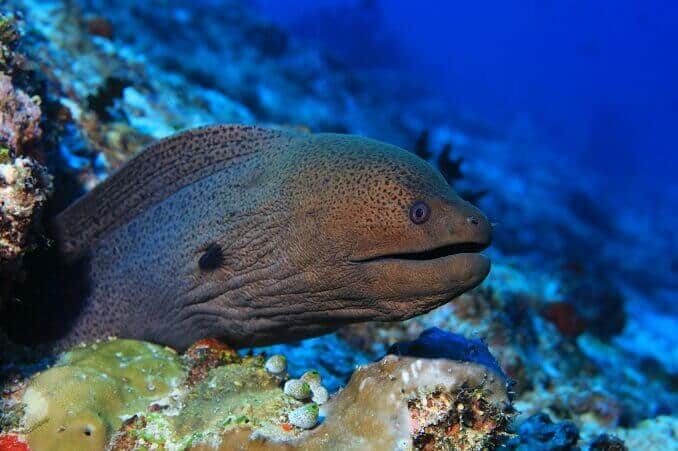 Enguia Moray Gigante