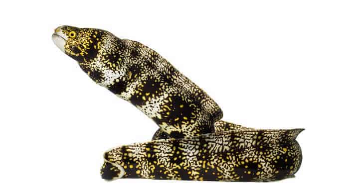 Moray Eel Floco De Neve