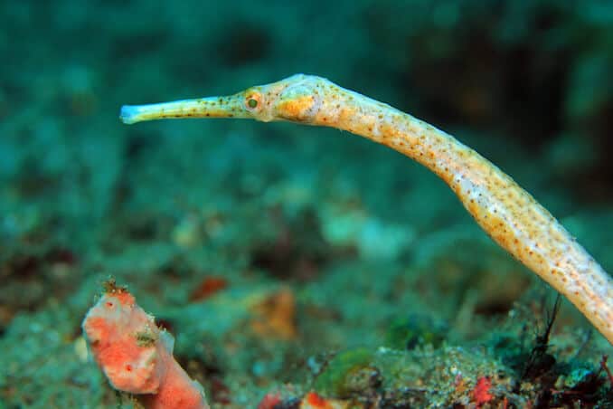 Espécies de Pipefish