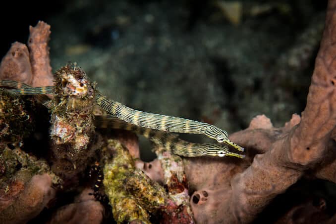 Par de Pipefishes