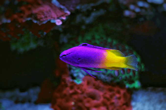 Royal Gramma Feminino