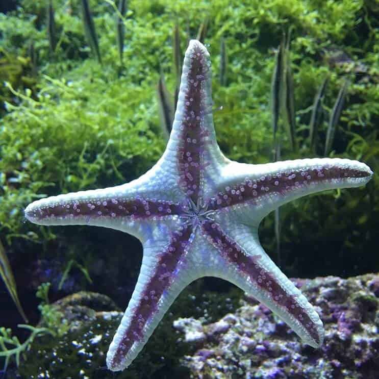 Pés de tubo estrela do mar