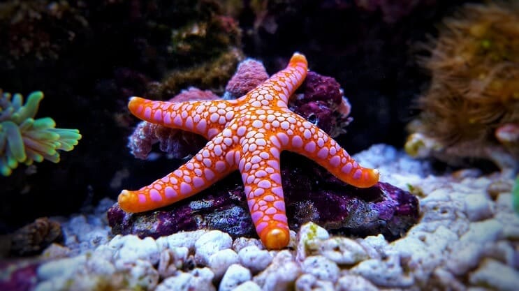 Estrela do mar no aquário