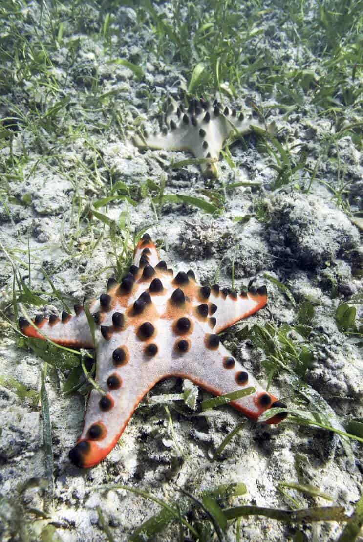 Estrela do mar com pedaços de chocolate